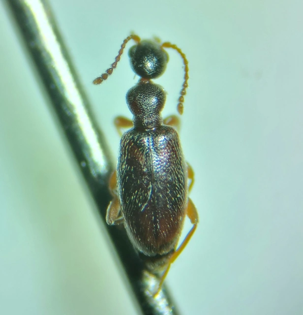 Cyclodinus humilis - sziki fürgebogár Cyclodinus humilis - sziki fürgebogár