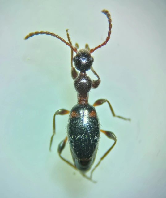 Anthelephila pedestris - hangyaszerű fürgebogár