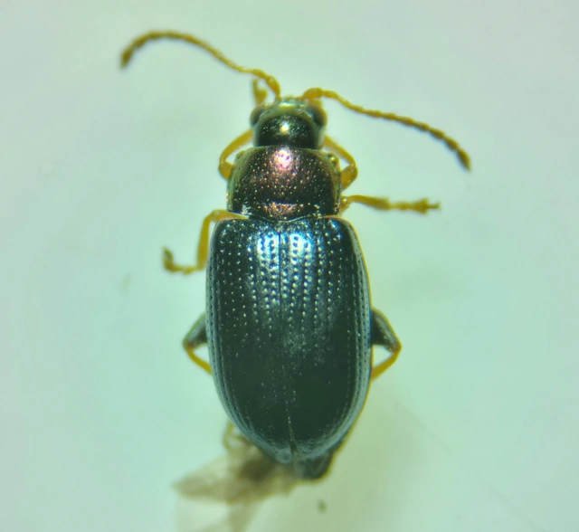 Crepidodera aurata - ékes fűz-földibolha