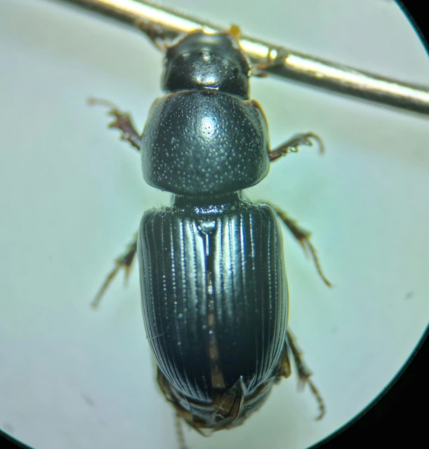Aphodius varians - változékony trágyabogár