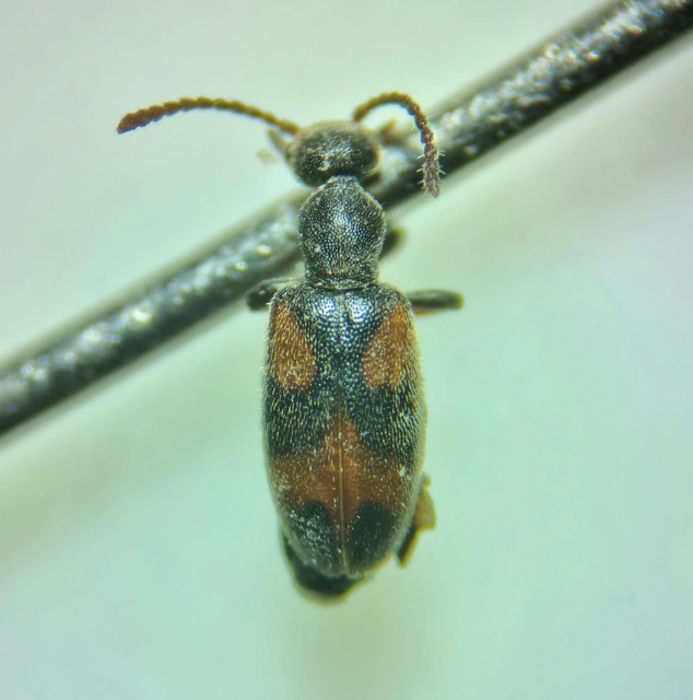 Anthicus antherinus - közönséges fürgebogár