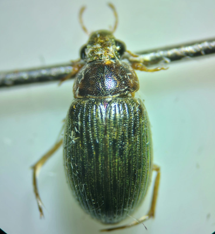 Berosus signaticollis - csíkosnyakú szemescsibor