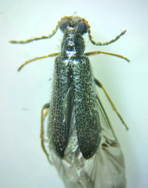 Dasytidae - karimásbogár-félék
