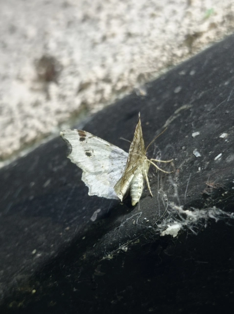 Macaria alternata - közönséges szürkearaszoló