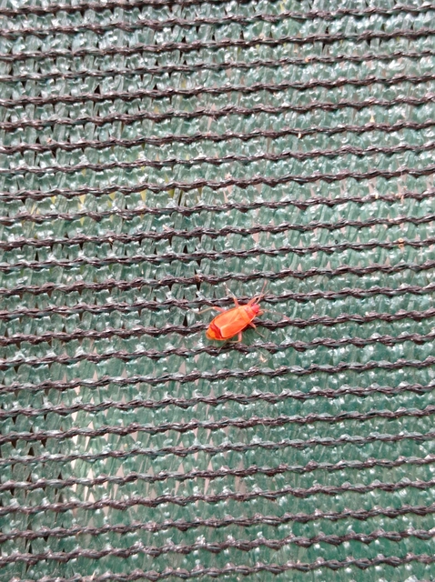 Pyrrhocoris apterus - verőköltő poloska