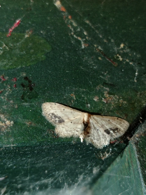 Idaea dimidiata - gyakori apróaraszoló