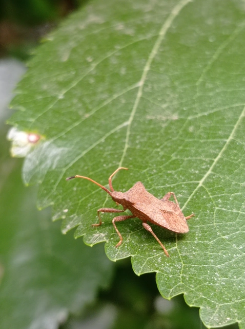 Coreus marginatus - közönséges karimáspoloska