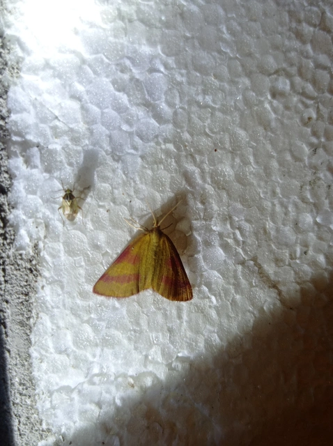 Lythria purpuraria - bíborsávos araszoló