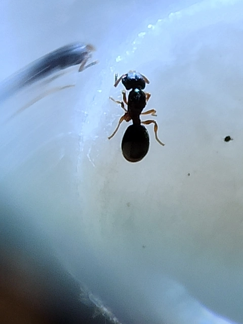 Myrmecina graminicola - ráncoshangya