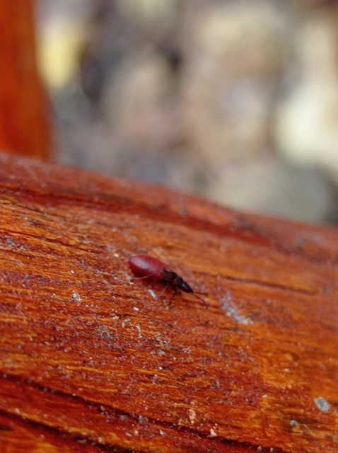 Pyrrhocoris apterus - verőköltő poloska