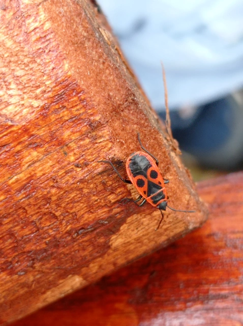 Pyrrhocoris apterus - verőköltő poloska
