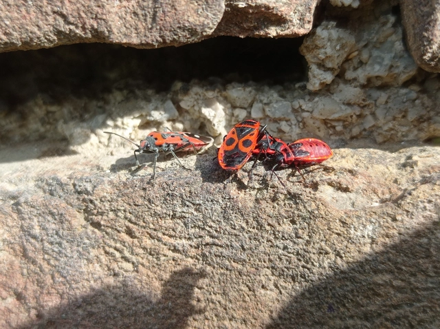 Pyrrhocoris apterus - verőköltő poloska