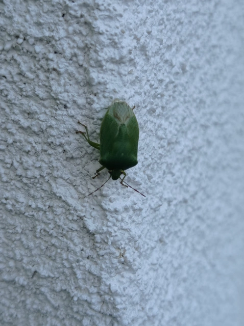 Nezara viridula - zöld vándorpoloska