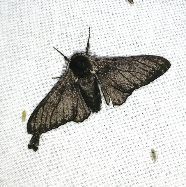 Biston betularia - szürkepettyes araszoló