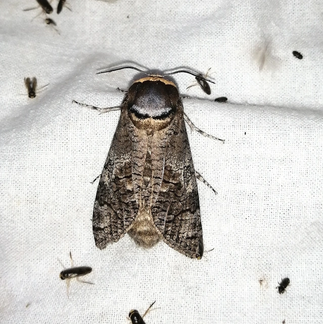 Cossus cossus - fűzfarontólepke