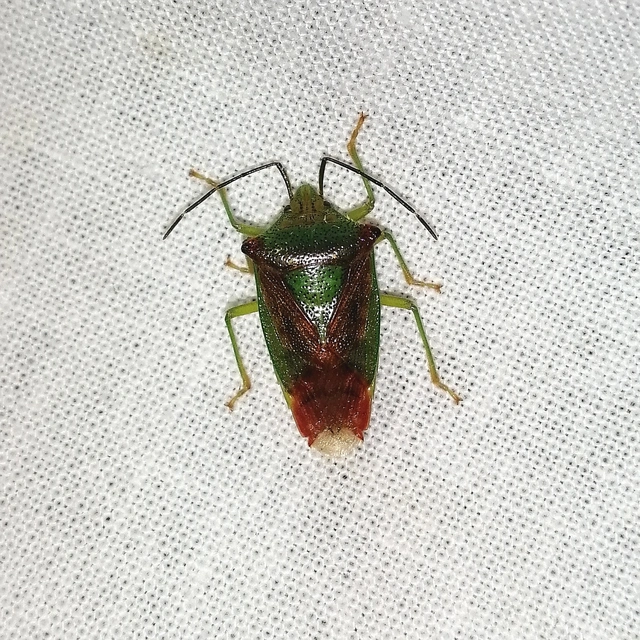 Acanthosoma haemorrhoidale - nagy dajkapoloska Acanthosoma haemorrhoidale - nagy dajkapoloska