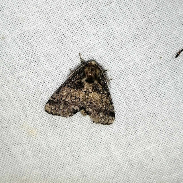 Gluphisia crenata - kormos púposszövő