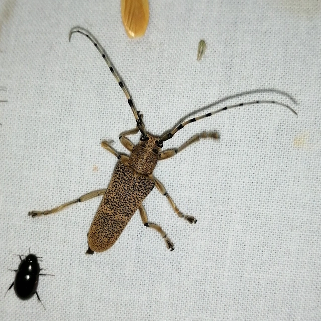 Saperda carcharias - nagy nyárfacincér