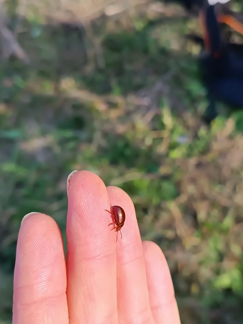 Chrysolina staphylaea - tavaszi levélbogár