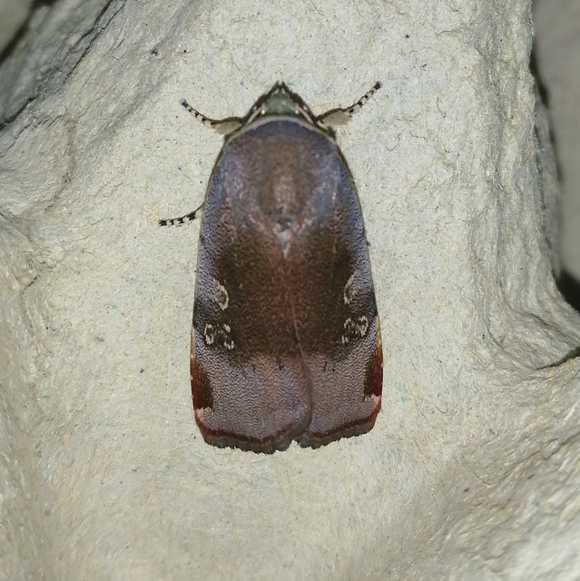 Noctua janthe/janthina