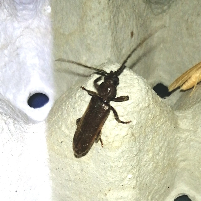 Arhopalus rusticus - gödrösnyakú cincér
