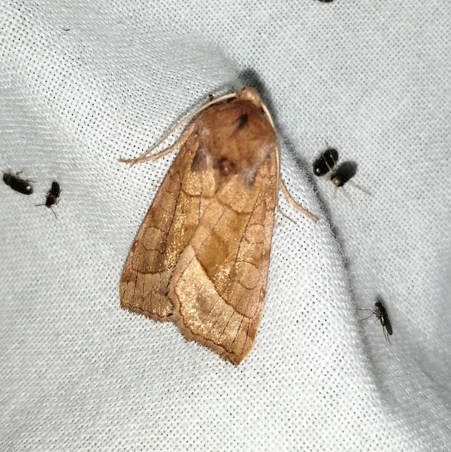 Hydraecia micacea - csillogó acsalapubagoly