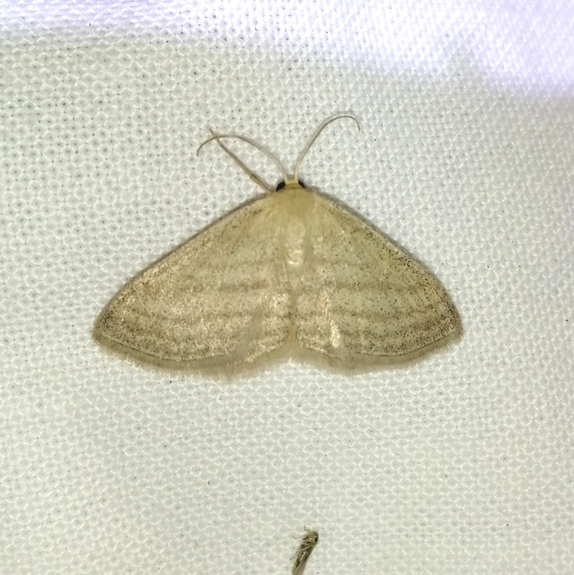 Scopula virgulata - vesszős sávosaraszoló