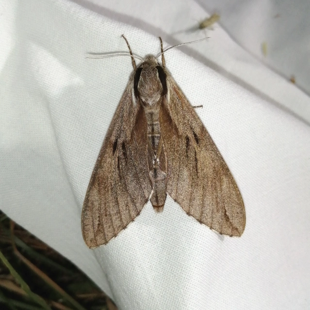 Hyloicus pinastri - fenyőszender