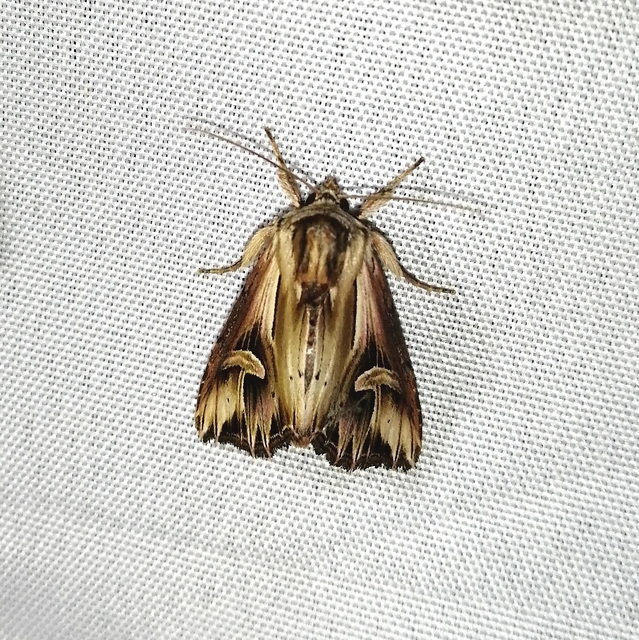 Actinotia polyodon - nagy sugarasbagoly