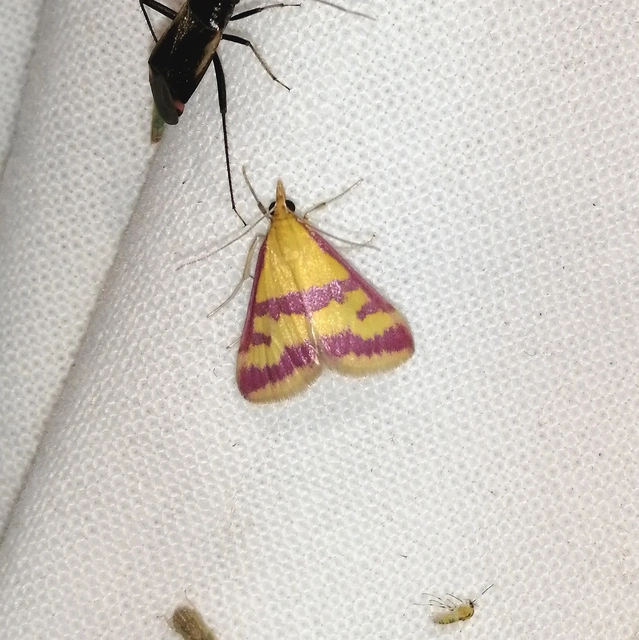 Pyrausta sanguinalis - vérszínű bíbormoly