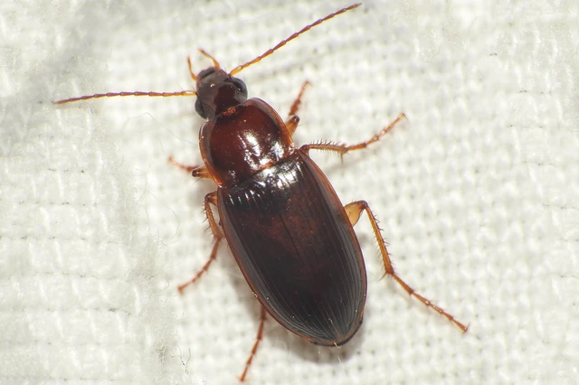 Calathus cinctus - parlagi tarfutó