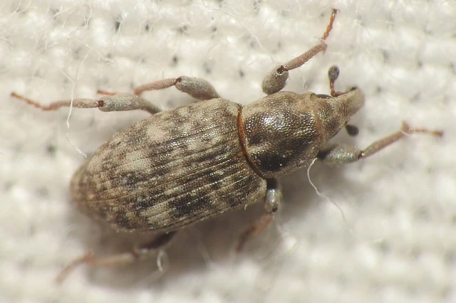 Bagous argillaceus - lakkfényű víziormányos Bagous argillaceus - lakkfényű víziormányos