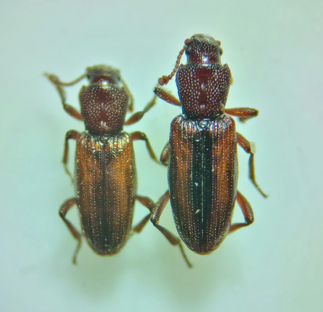 Bothrideres bipunctatus - szívnyakú humuszbogár