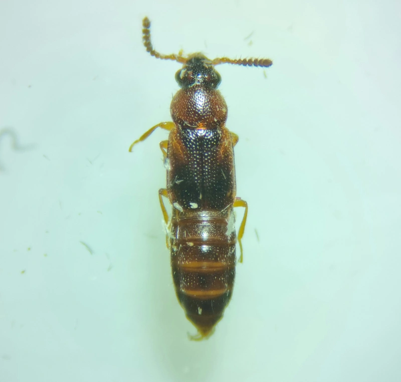 Dropephylla ioptera - fénylő barázdásholyva