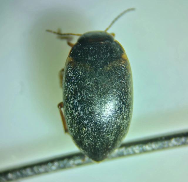 Hydroporus planus - gyakori kiscsíkbogár