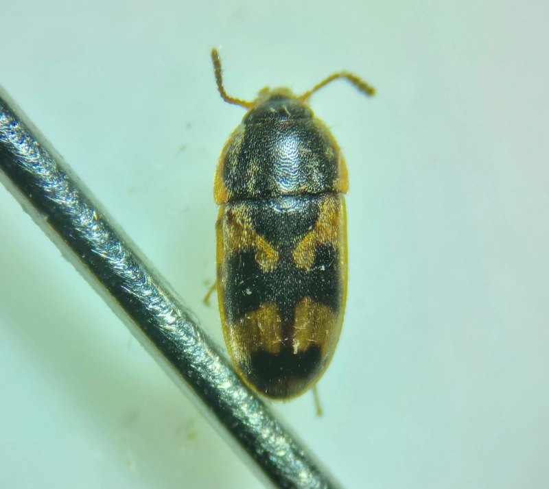 Litargus connexus - szalagos gombabogár