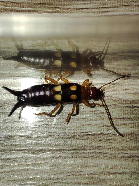 Forficula smyrnensis - szmirnai fülbemászó