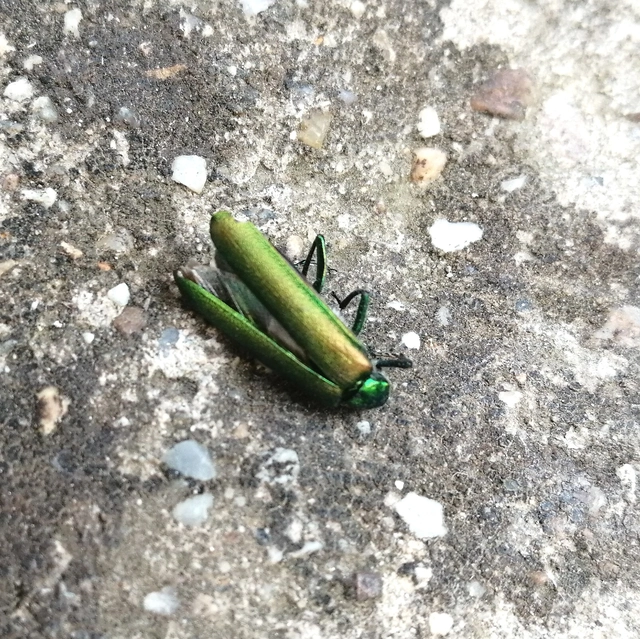 Lytta vesicatoria - kőrisbogár