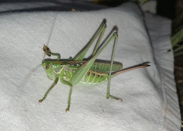 Gampsocleis glabra - tőrös szöcske