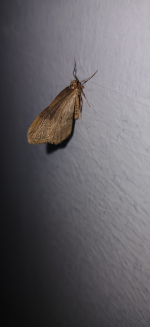 Operophtera brumata - kis téliaraszoló