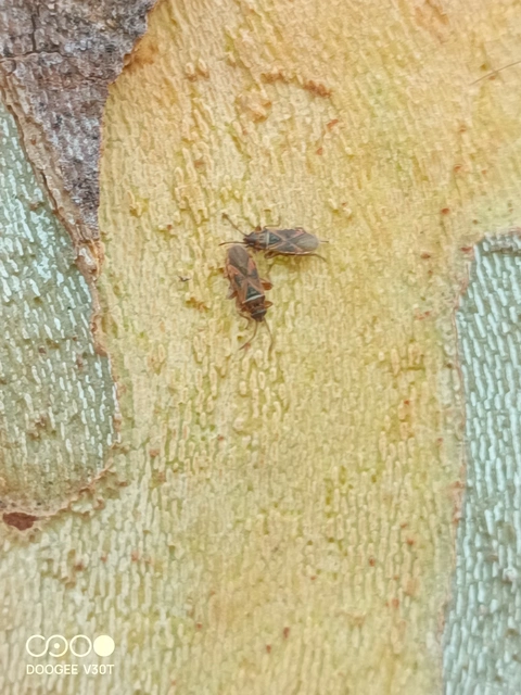 Arocatus longiceps - platánbodobács