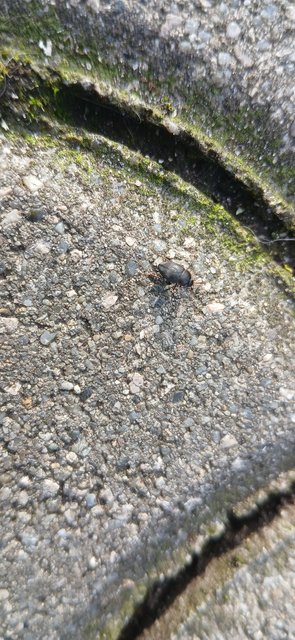Leiodidae - pecebogárfélék Leiodidae - pecebogárfélék
