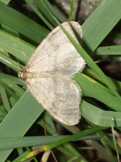 Operophtera brumata - kis téliaraszoló