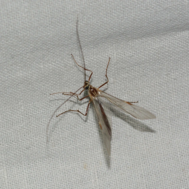 Ophion obscuratus