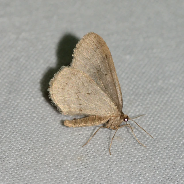 Operophtera brumata - kis téliaraszoló