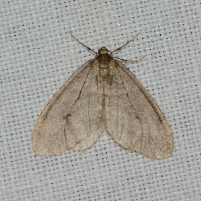 Operophtera brumata - kis téliaraszoló