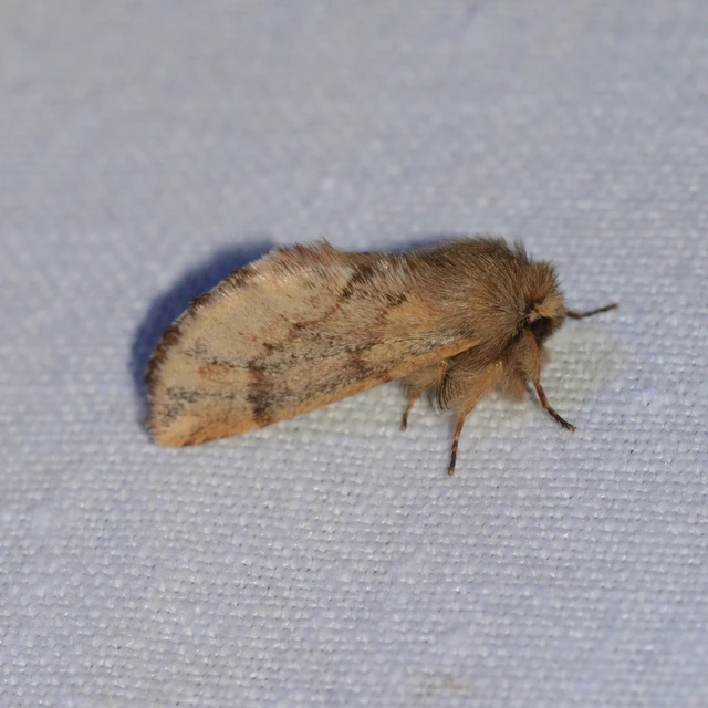 Ptilophora plumigera - tollas púposszövő