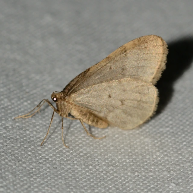 Operophtera brumata - kis téliaraszoló