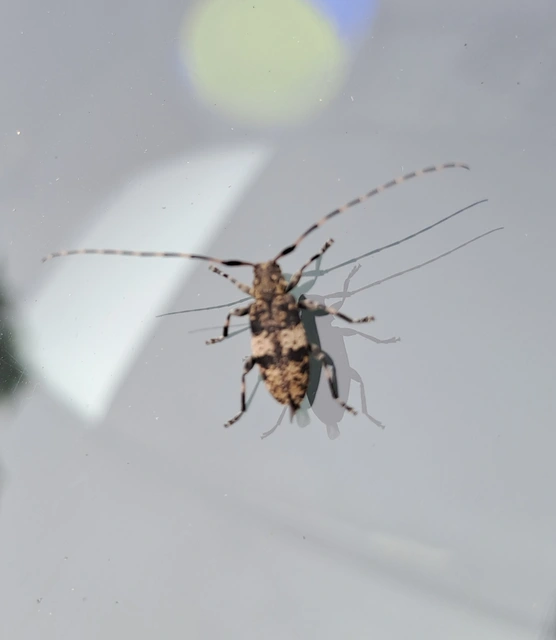 Leiopus nebulosus - öves gesztcincér