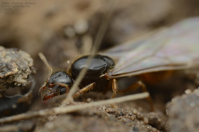 Solenopsis fugax - tolvajhangya